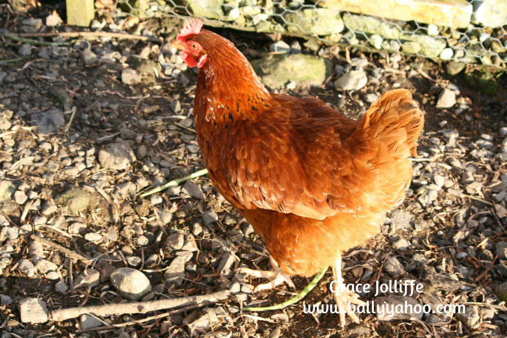 a brown hen walking illustrating a children's story about baby chickens