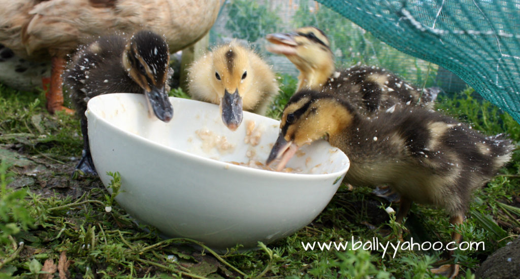 four ducklings eating from a bowl - illustrating a nature story for children about ducks
