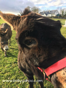 funny donkey illustrating children's stories from Ireland's magical town of Ballyyahoo
