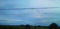 birds on telephone wire illustrating children's story about squawk-birds, the magical creature from Ireland's Ballyyahoo