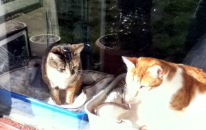 2 cats in window