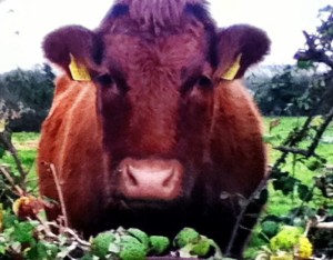 farms in ballyyahoo. Image of a staring cow