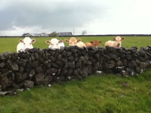 calves-behind-wall