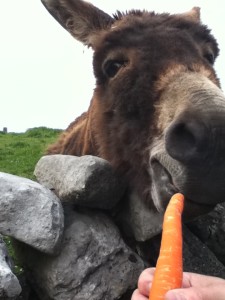 donkey eating a carrot illustrating a free children's story about the donkeys of Ballyyahoo - Ireland's magical town
