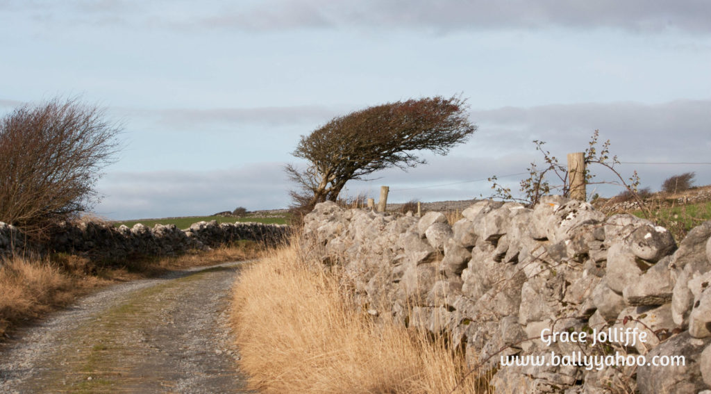 A leaning tree on Ireland's Wild Atlantic way illustrating a page about the magic of nature on a children's stories website