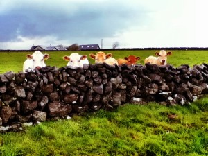 cows. Image of peeping cows