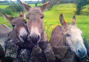 three donkeys illustrating children's stories from Ireland's magical town of Ballyyahoo