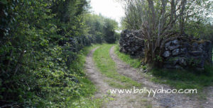 Irish country lane illustrating a children's story page about beach combing 