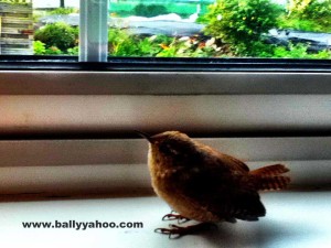 little bird on a window ledge illustrating a children's story about a little bird from Ireland's Ballyyahoo.