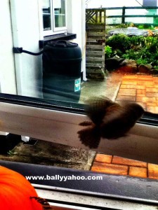 tiny bird fluttering through a window illustrating a children's story about a little bird from Ireland's Ballyyahoo
