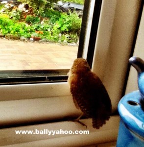 tiny bird on a window ledge illustrating a children's story about a little bird from Ireland's Ballyyahoo