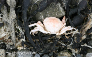 pink crab illustrating a children's story page about beach combing