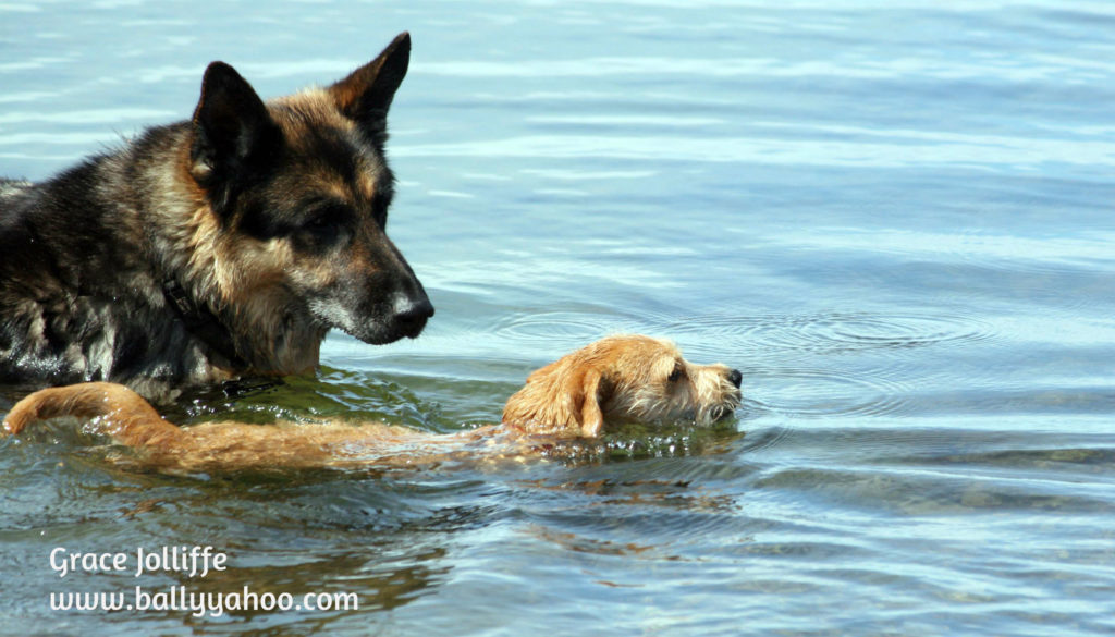 beautiful german shepherd swimming with a tiny terrier illustrating a story about dogs from ireland's magical Ballyyahooo.