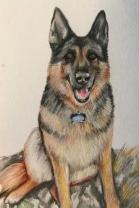 colour portrait of a German Shepherd illustrating a page from a children's stories website.