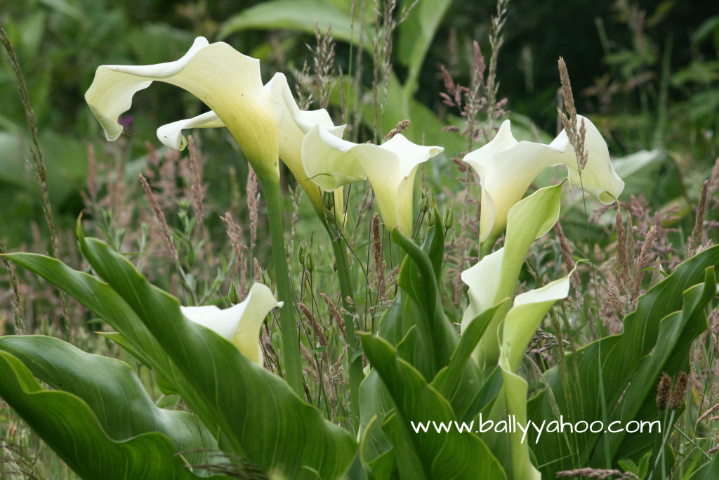 white-lilies