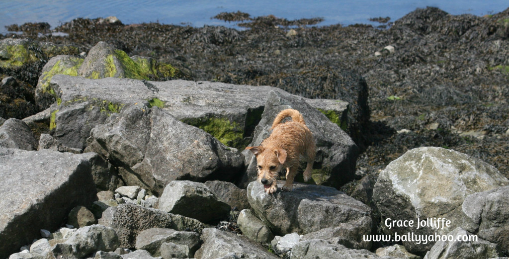 little dog on rocks Suddenly Rosie and Eppie saw something they liked and decided to make a run towards it.