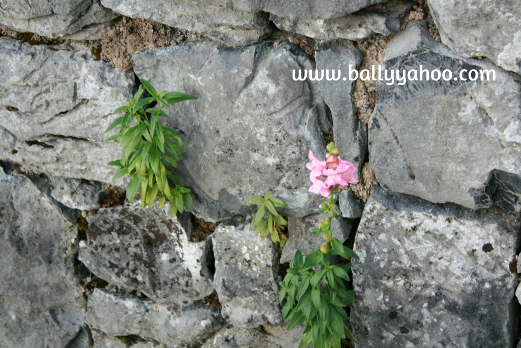 flowers growing out of a stone wall illustrating a free children's story about the donkeys of Ballyyahoo - Ireland's magical town