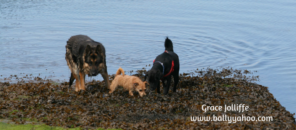 three dogs playing by the sea llustrating a children's story about dogs