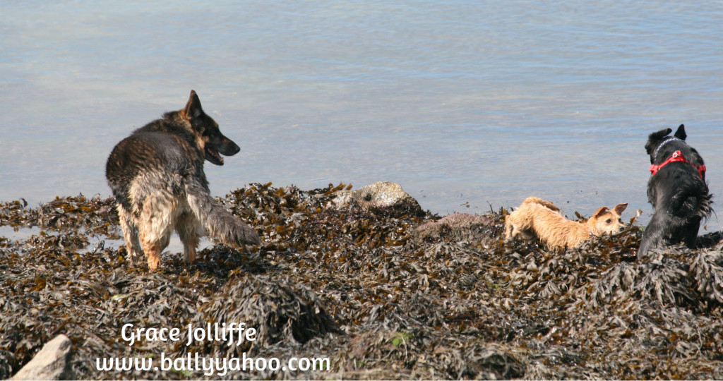 three dogs playing in seaweed illustrating children's story about dog