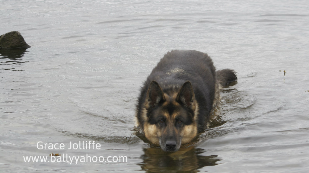german shepherd swimming illustrating a children's story about dogs