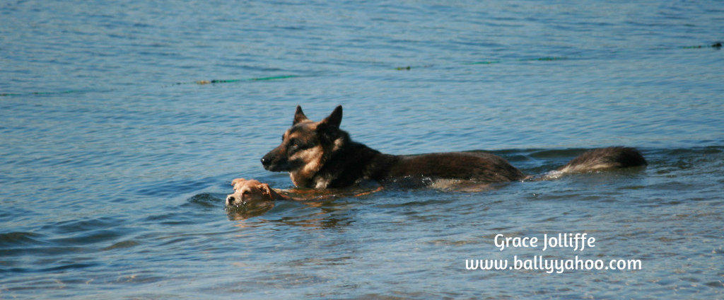 german-shepherd-puppy-swimming