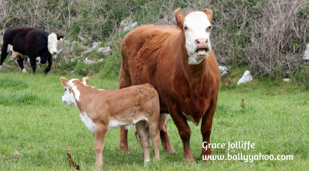 cow with calf
