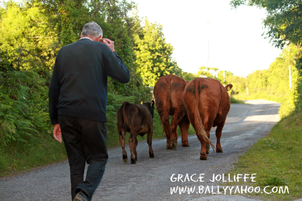 cows walking followed by farmer