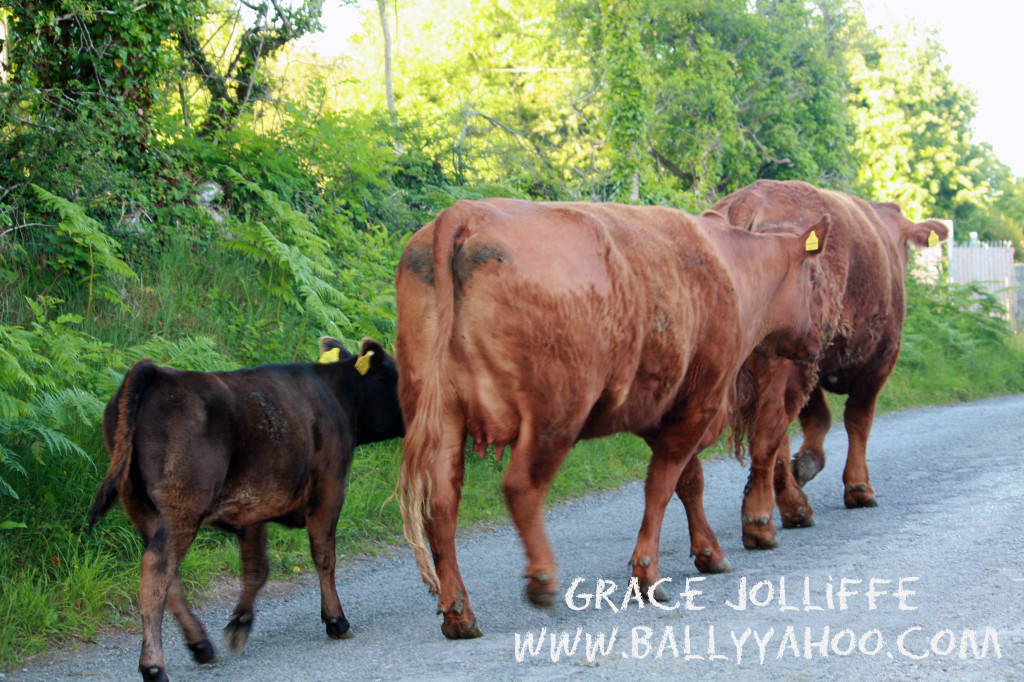 cows-walking-up-lane
