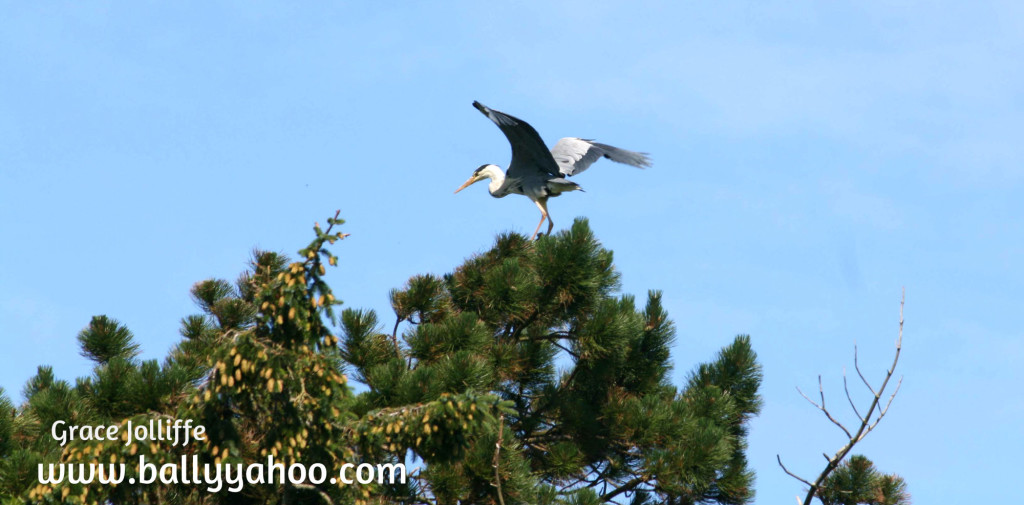 heron on top of a tree poised about to fly illustrating a children's nature story page about herons 