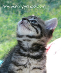 tabby kitten looking up illustrating a children's stories site about the magical world of Ballyyahoo