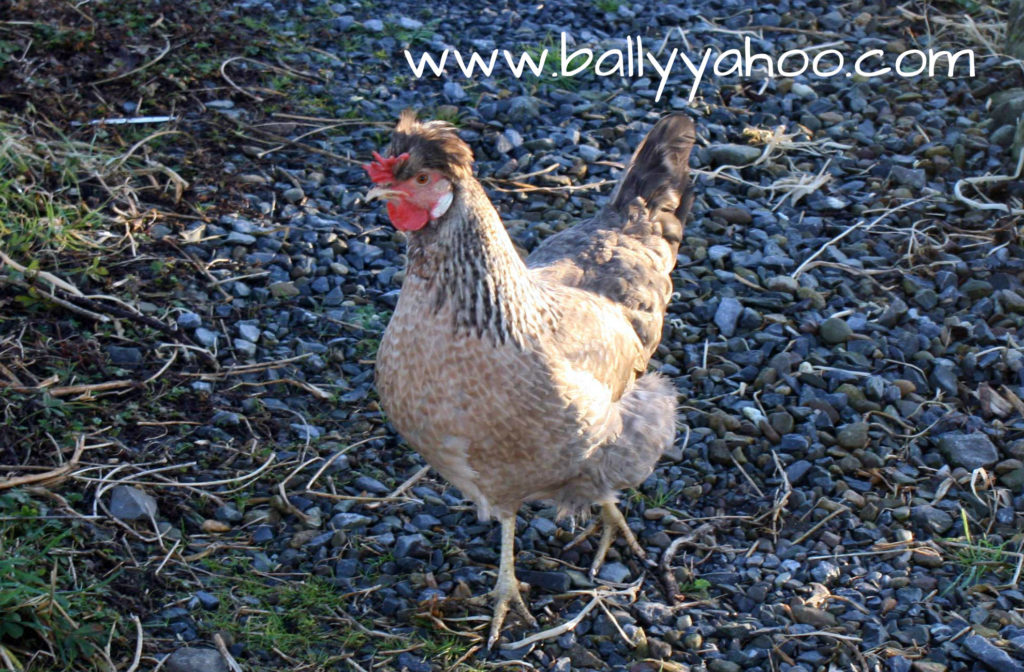 brown hen walking illustrating a children's nature story from Ireland's magical town of Ballyyahoo