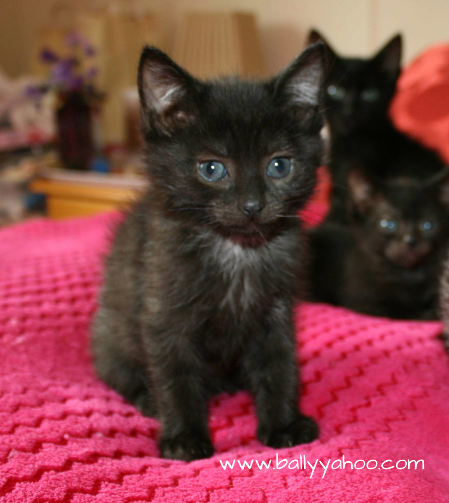 three black kittens illustrating a story from Ireland's Magical town of Ballyyahoo