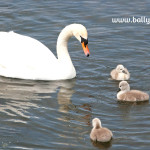 Swan and three signets illustrating children’s nature story page about wild swans