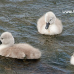 three fluffy signets illustrating children’s nature story page about wild swans