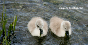 two baby swans illustrating children’s nature story page about wild swans