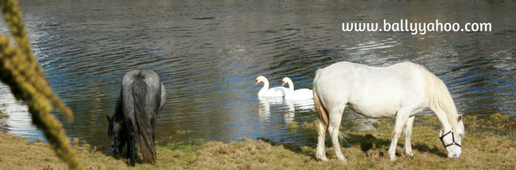 swans and horses at river illustrating an article about wild Irish Swans