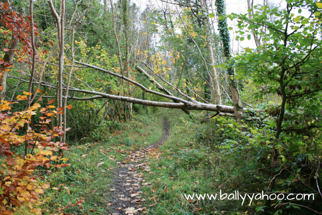 image of fallen tree in woodlands illustrating children’s nature story page about wild swans