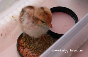 baby chicken with food illustrating a children's story about baby chickens