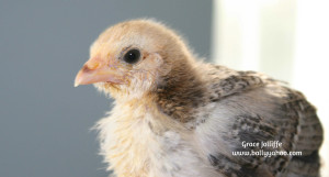 baby-chicken