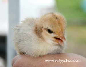 baby chickn on a hand illustrating a children's story about baby chickens
