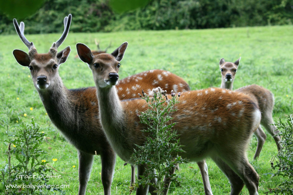 family of deer illustrating an article about the various species of Irish deer.