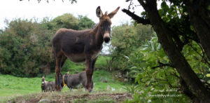 dark brown donkey illustrating Ballyuseless - a children's story from Ireland
