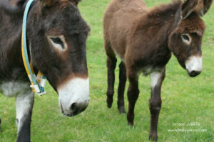 two donkeys walking illustrating children's stories from Ireland's magical town of Ballyyahoo