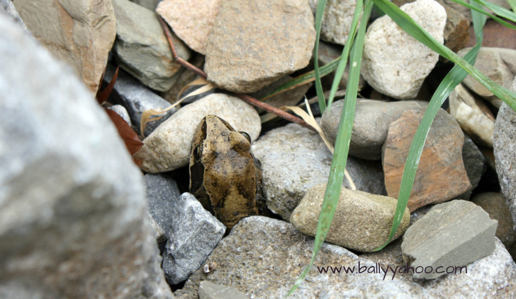 Common frog peeping out through stones - illustrating a children’s nature story with information about frogs