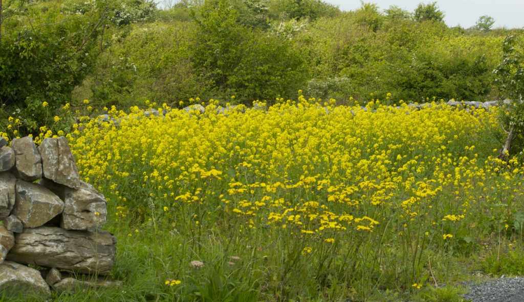 field of yellow ragwort illustrating a children's story from Ballyyahoo in Ireland