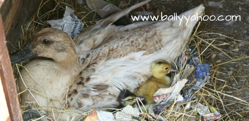 ducklings nestling beside their mother - illustrating a nature story for children about ducks