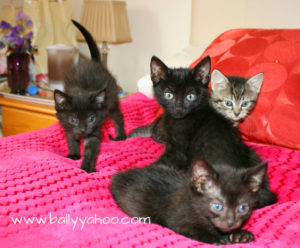 four beautiful kittens illustrating a children's story about black cat appreciation day
