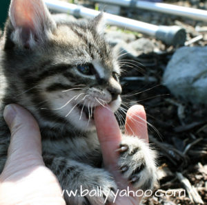 kitten sucking a finger - illustrating a children's story about cat rescue