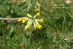 cowslip in grass on a page about nature and stories for children