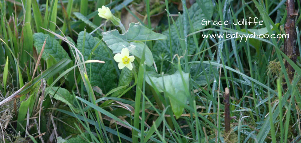 primroses coming into bloom - nature and stories for children